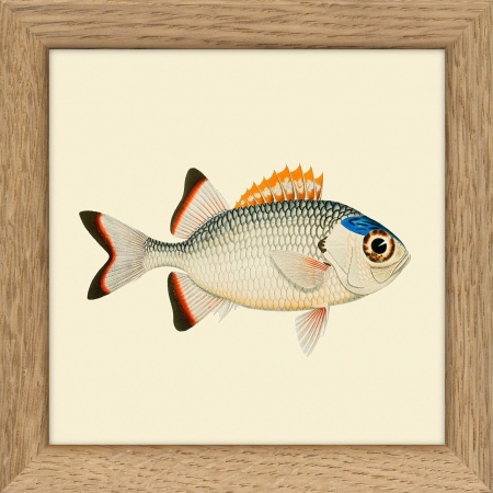 Cadre poisson  - 10x10 cm