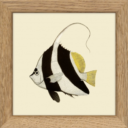 Cadre poisson - 10x10 cm